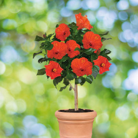 Hibiskus na stablu, crveni