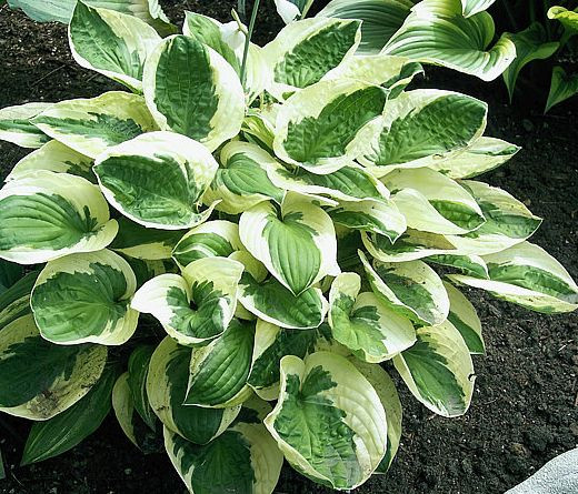 Šarolika hosta ‘Brim Cup’