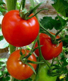 Kecskeméti K3 rajčica