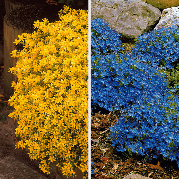 3 Talijanska zvončića i 3 oštra žednjaka