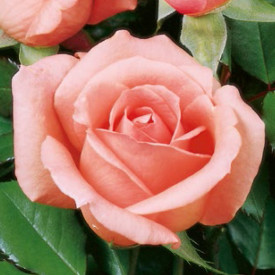 Ruža čajevka Parfume, pink, u kontejneru