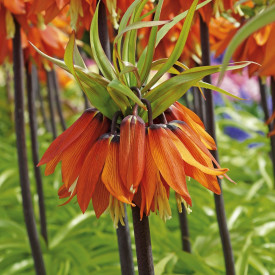 Carska kruna, narančastožuta (1)