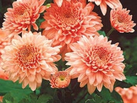 Kasna krizantema Shippi Apricot