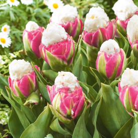 Ice Cream tulipan (5)