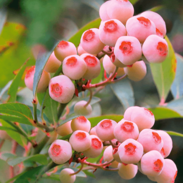 Borovnica 'Pink Bonbons'