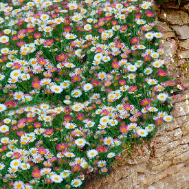 Tratinčica Viva Espana