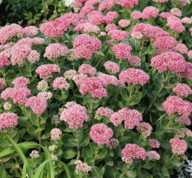 Sjajni sedum