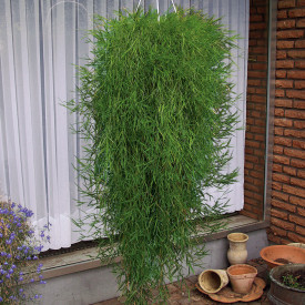 Viseći bambus (3)