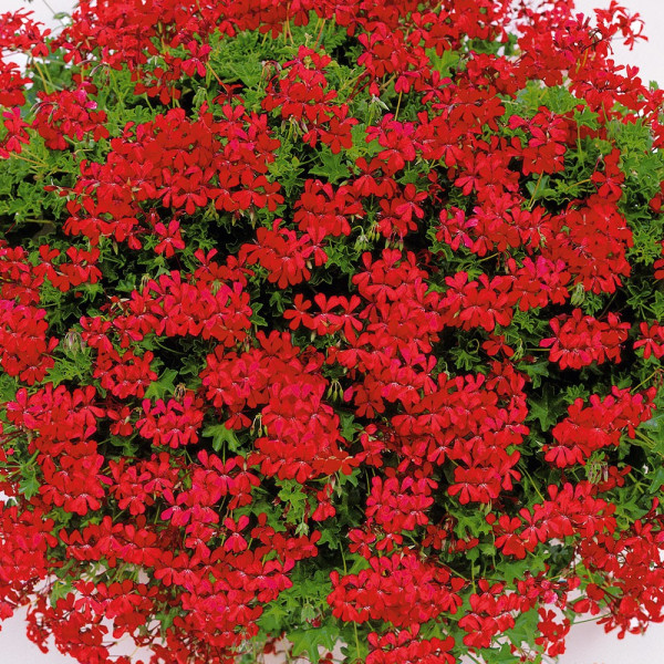 12 pelargonija Tirolska vatra, veće + 1 Duostar 2000 gnojivo