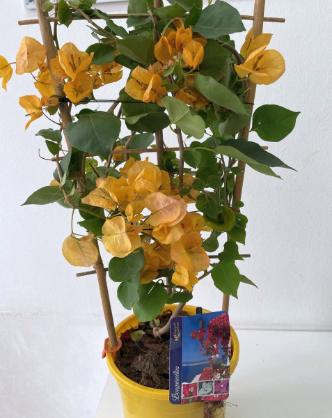 Bugenvilija