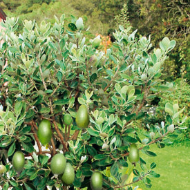 Brazilski ananas guave grmoliki, Feijoa