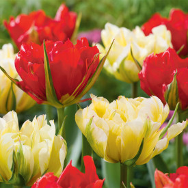 Tulipan Sweet & Love Valley (6)