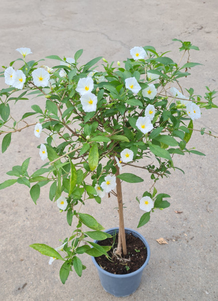 Solanum rantonetti, roza