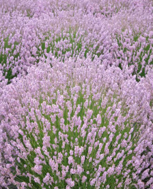 Lavanda ružičasta