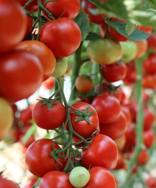 Sweet Million koktel rajčica