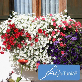 Alpetunija "White" (3)