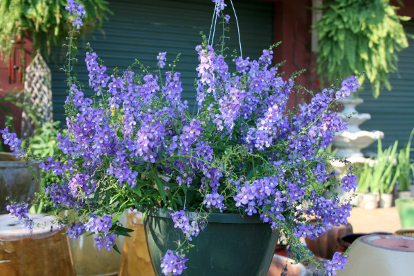 Angelonia Serena Blue