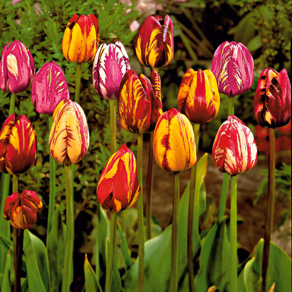 Tulipan Rembrandt (15)