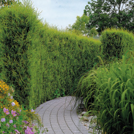 Leyland čempres 80/100 u kontejneru