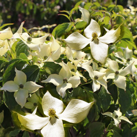 Stupasti japanski drijen Flower Tower