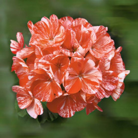 Alpska pelargonija Shiny Lachs