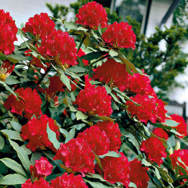 Crveni Rhododendron