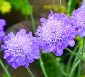 Velikocvjetna Scabiosa, plava