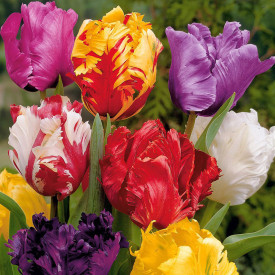 Tulipan Papagaj (15)