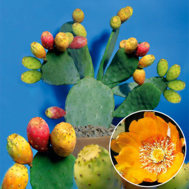 Ibiza indijska kaktus-smokva