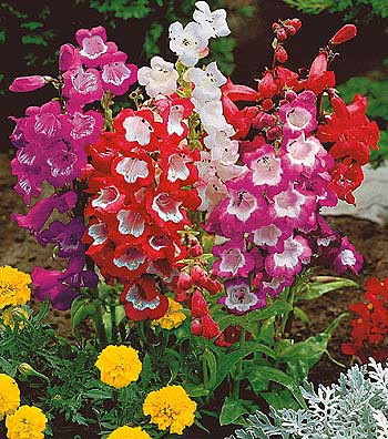 Penstemon, u većoj posudi