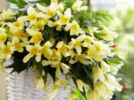 Begonija Beauvilia žuta