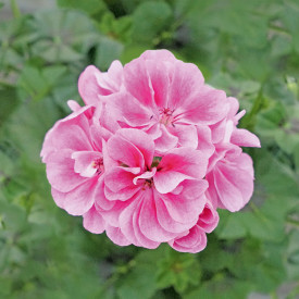 Royal Frosty Pink poluviseća pelargonija
