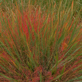 Crvena ljubavna trava