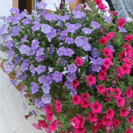 Alpetunija "Light Blue" (3)
