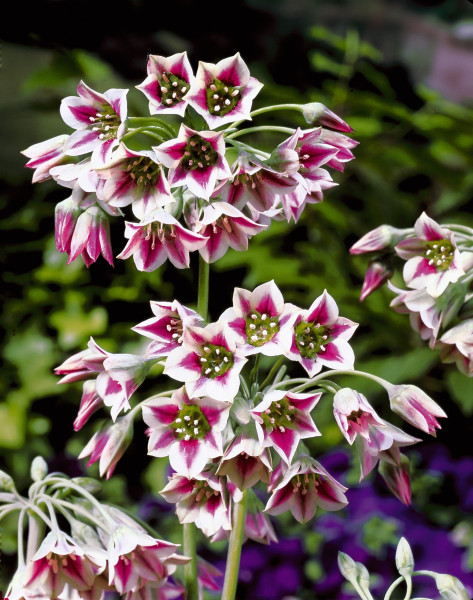 Ukrsani luk Siculum (4)