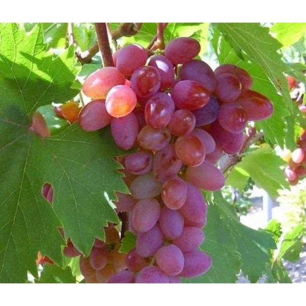 Stolno grožđe Jupiter