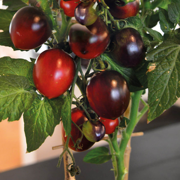 Čokoladna koktel rajčica