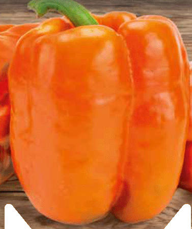 Narančasta paprika babura (kalifornijska paprika)