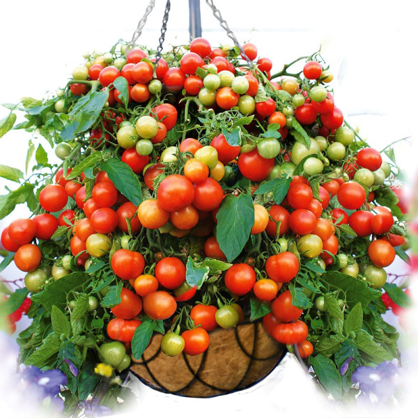Balkonia viseća rajčica (2)