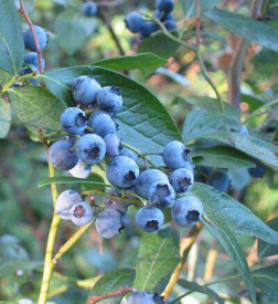 Brigitta Bio Borovnica