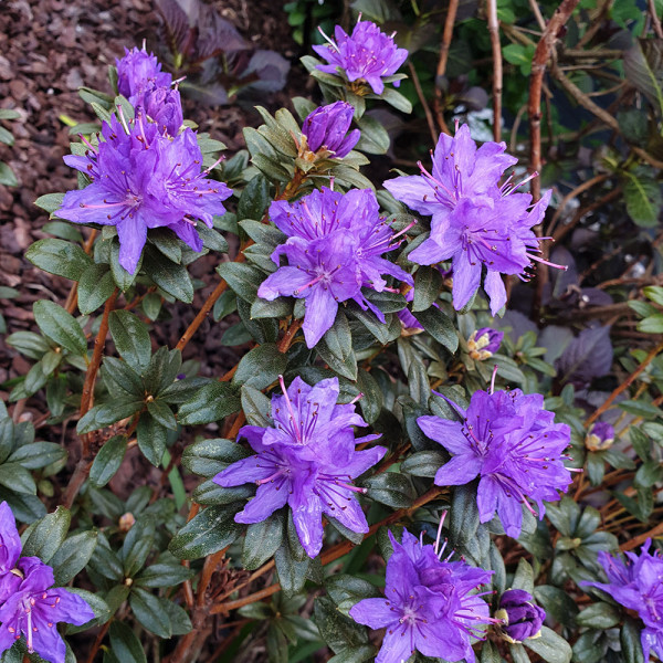 Rhododendron Blue Night