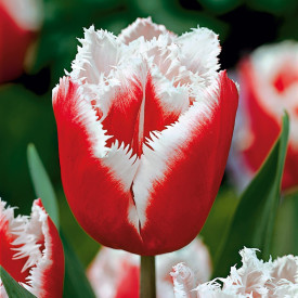 Tulipan Canasta (12)
