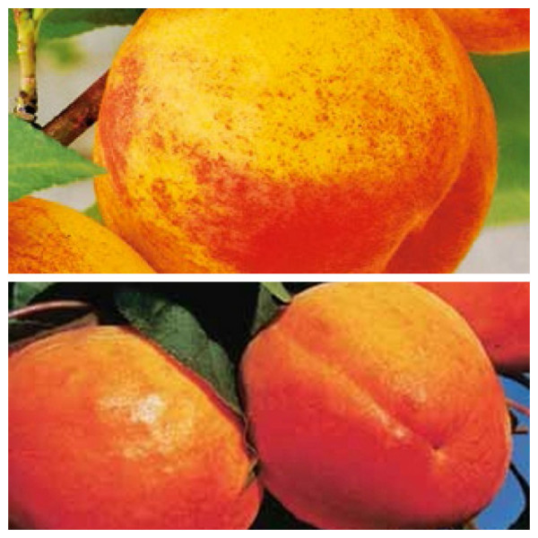 1 Champion + 1 Cegledska divovska