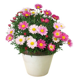 Pink Surprise grmolika ivančica (3)