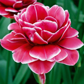 Tulipan Dream Touch sa slikom (5)