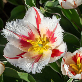 Tulipan Salsa (8)