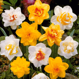 Narcis sa punašnim cvijetovima (3)