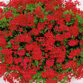 12 pelargonija Tirolska vatra, veće + 1 Duostar 2000 gnojivo