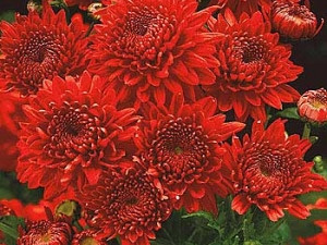 Kasna krizantema Feuerzauber