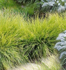 Ukrasna trava Sesleria, zeleno-plava